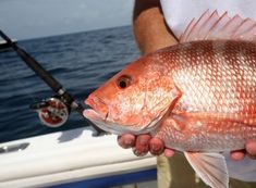 picture of a red fish